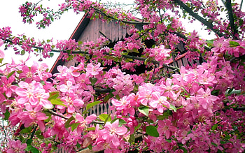 Pink Blossom, nature, Blossom, Pink, tree HD wallpaper
