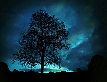 Tree of the night sky, night, blue, branches, aqua, soft light, silhouette, tree HD wallpaper