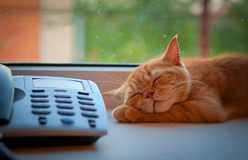 Kitty is waiting for your call...., kitten, awesome, , wonderful, nice, ginger, fantastic, animals, ginger cat, adorable, sweet, cat, , pretty, dreaming, skyphoenixx1, animal, great, windows, kitty, cats, cute, , beautiful cat, outstanding, sleeping, kittens, amazing, marvellous, stunning, beautiful, super, call HD wallpaper