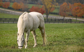Animals, Food, Grass, Autumn, Horse HD wallpaper