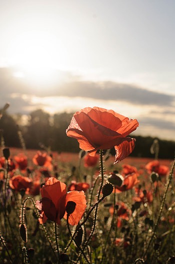 Flowers, Poppies, Field, Sunlight HD phone wallpaper