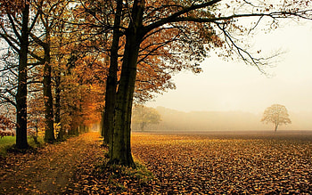 nature tree tree leaves foliage leaf autumn background autumn tree nature background full screen HD wallpaper