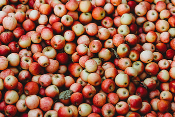 Fruits, Food, Apples, Garden, Harvest HD wallpaper