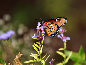 Monarch Butterfly, animal, monarch, butterfly, insect HD wallpaper