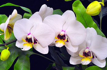 Orchids, branch, nature, buds HD wallpaper