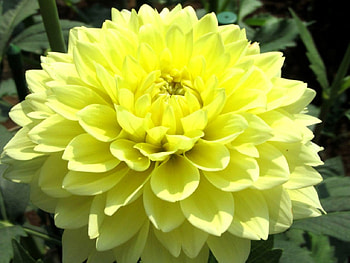 Lovely Lemon Yellow Honey, petals, yellow, dahlia, nature, flowers HD wallpaper