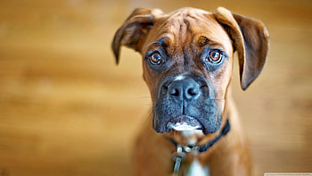 Dog, sweet, animal, dogs, cute, beautiful, puppys, puppy, pretty, animals, lovely HD wallpaper