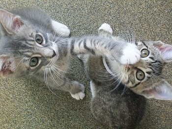 Shhhh, don't tell!, kitten, cats, cute, lovely, nice HD wallpaper