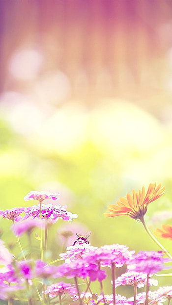 May, Beautiful, Floral Background HD phone wallpaper