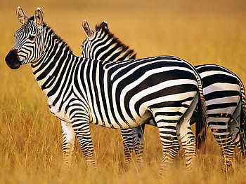 Zebra animal , Top background choices, Stunning zebra , Captivating creature HD wallpaper