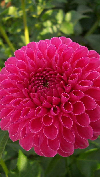 Dahlia, Pink HD phone wallpaper