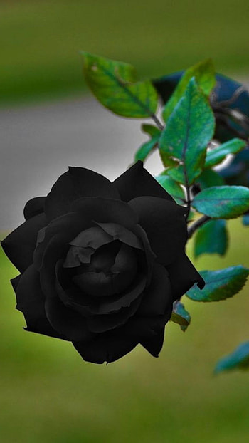 Black Rose, Adorable Rose HD phone wallpaper