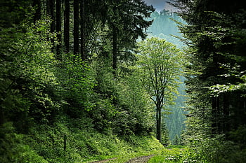 Enchanting forest pathway surrounded by vibrant green trees, perfect for nature enthusiasts and tranquil escapes. HD wallpaper