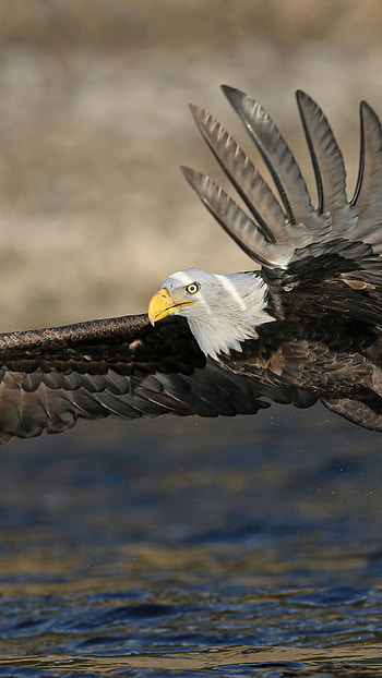Eagle , Captivating ry, Stunning beauty, Impressive visuals HD phone wallpaper