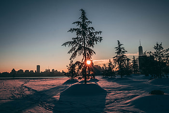 City park, winter, tree, sunrise, morning HD wallpaper