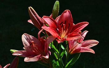 Lily, nature, red, flower HD wallpaper