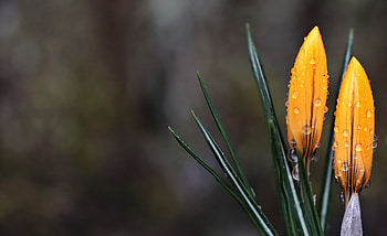 Flowers, Drops, Macro, Crocus HD wallpaper