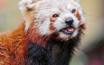 Animals, Muzzle, Color, Sight, Opinion, Animal, Red Panda HD wallpaper