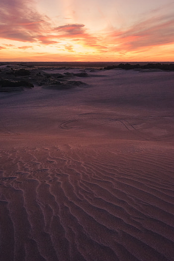 Nature, Sunset, Twilight, Sand, Desert, Bush, Horizon, Dusk HD phone wallpaper