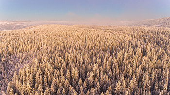 Autumn, aerial view, trees, forest, skyline, nature HD wallpaper