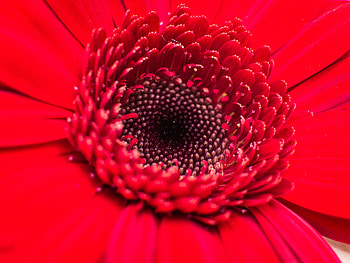Flower, Macro, Petals, Bud, Close-Up HD wallpaper