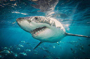 Population growth study, Thriving off Northern, Great white sharks, Off Northern California HD wallpaper