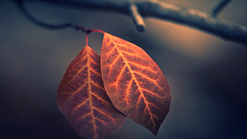 Macro Leaf graphy, macro, leaf, graphy HD wallpaper