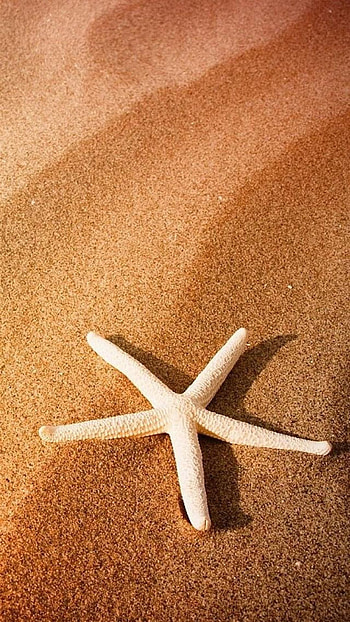 Starfish beach , Oceanic backgrounds, Tropical marine aesthetics, Beach vacation vibes HD phone wallpaper