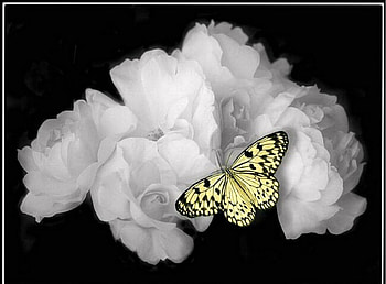 Beauty on white, white, black, roses, butterfly, yellow HD wallpaper