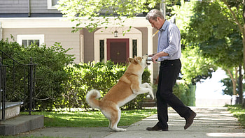 Hachi: A Dog& HD wallpaper
