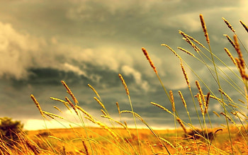Landscape, Fields HD wallpaper