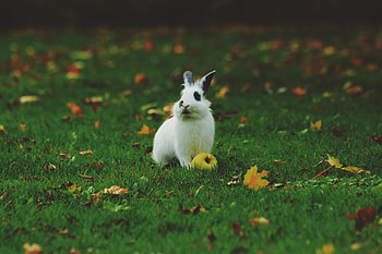 Animals, Grass, Apple, Rabbit HD wallpaper