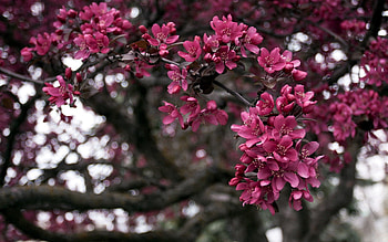 Nature, Flowers, Wood, Tree, Branch HD wallpaper