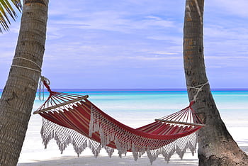 Idyllic beach hammock between coconut trees with azure blue waters. HD wallpaper