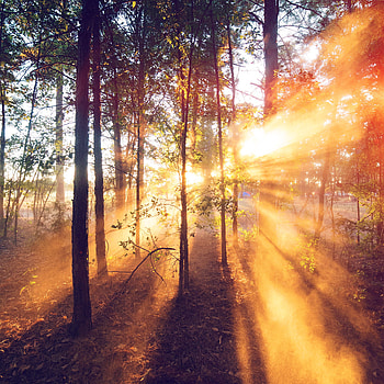 Forest, Sunrises HD phone wallpaper