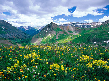 Mountain Flowers, beautiful, flowers, , mountain HD wallpaper