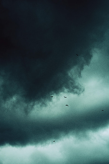Nature, Birds, Sky, Clouds HD phone wallpaper