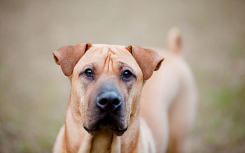 Animals, Dog, Muzzle, Sight, Opinion, Breed HD wallpaper