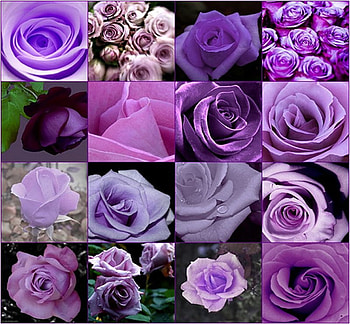 Purple flowers, rose, purple, flower, nature, collage HD wallpaper