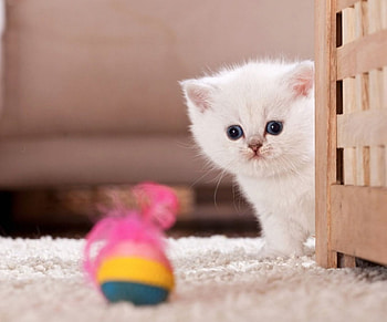 Kitten, sweet, animal, white, cute, cat, pisica, pink, ball HD wallpaper