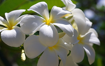 Plants, Flowers HD wallpaper