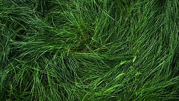 Flattened grass, Grass HD wallpaper