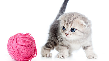 Scottish Fold, Playful kitten, Thread ball HD wallpaper