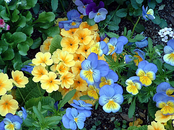 Flowers, Pansies, Greens, Flower Bed, Flowerbed, Garden HD wallpaper