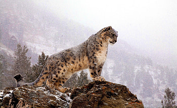 Snow Leopard, 360 HD wallpaper