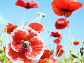 Red flowers for Cherie, beautiful, flowers, gift, red HD wallpaper