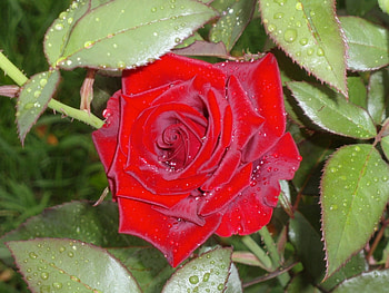 Plants, Flowers, Roses HD wallpaper