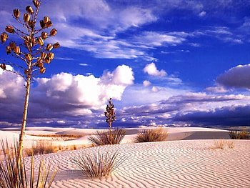 Desert, sand, sky, nature, tree HD wallpaper