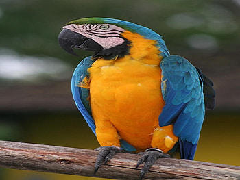 Parrot, colorful, bird, animals HD wallpaper