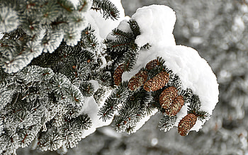 Plants, Cones, Fir-Trees HD wallpaper